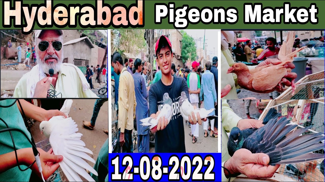 Pigeons Market Hyderabad updates 12-8-2022 | hyderabad Market      آج مارکیٹ میں بہت اچھے کبوتر آے