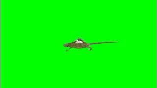 GREEN SCREEN LIZARD(kadal)