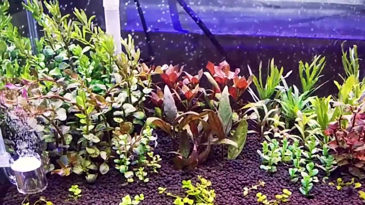 Dutch Style ADA Amazonia Soil