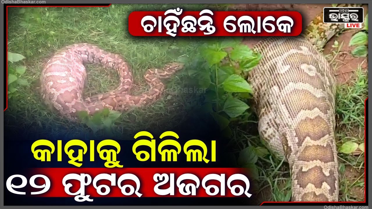 ଆଶ୍ଚର୍ଯ୍ୟ ହେଇ ଚାହିଁଛନ୍ତି ଲୋକ ..କାହାକୁ ଗିଲିଛି 12ଫୁଟ ଲମ୍ବର ବିରାଟ ଅଜଗର