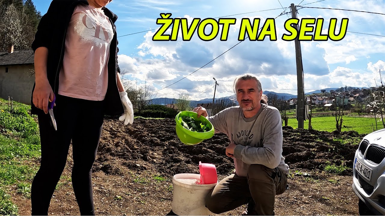 POSIPAM KREČ I UREĐUJEM GROŽĐE NA NOVI NAČIN