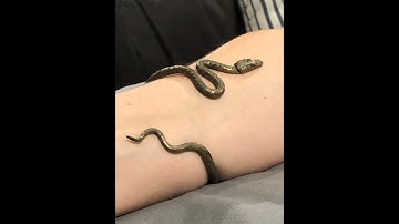Blacksmith Forging a Snake Bracelet