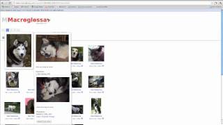 Macroglossa_classic_search.m4v