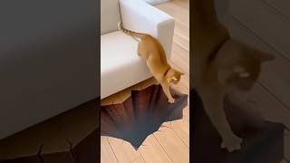 Jab 3D illusion mat dekha to bichara Dog bhaag gaya 😂 #shorts #funny