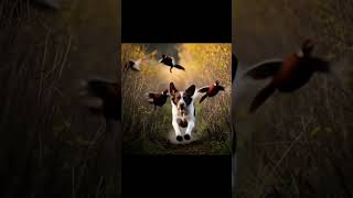 Top Ten Hunting Dogs | Best Breeds for Hunters #hunting #huntingdogs #doghunting
