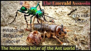 Cricket Killer Green Wasp