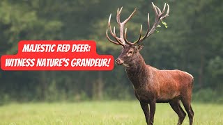 Exploring the Beauty of Red Deer #deer #animals #wildlife #nature by Animal Facts Hub 127 views 1 month ago 3 minutes, 5 seconds