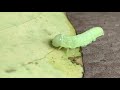 Caterpillar Drinking Water