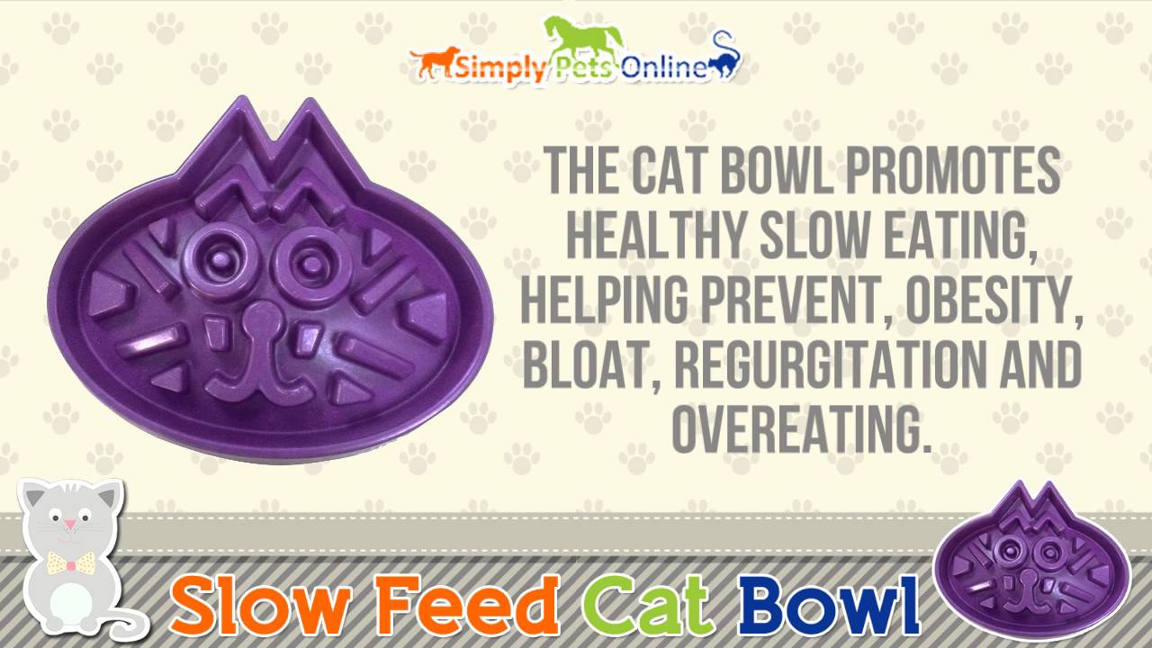 slow feed cat bowl wet food