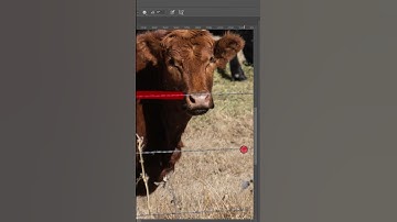 Easily remove the fence in Photoshop! Follow along!