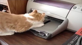 クスッと笑える猫画像で癒されようｗｗｗ 腹筋崩壊 笑ったら寝ろｗ 吹いたら負けｗ Youtube