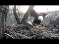 Decorah Eagles,DM2 Flies In With Fish&amp;Mom D Takes Her Time Out 2/27/20