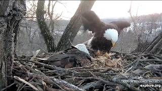 Decorah Eagles,DM2 Flies In With Fish&amp;Mom D Takes Her Time Out 2/27/20