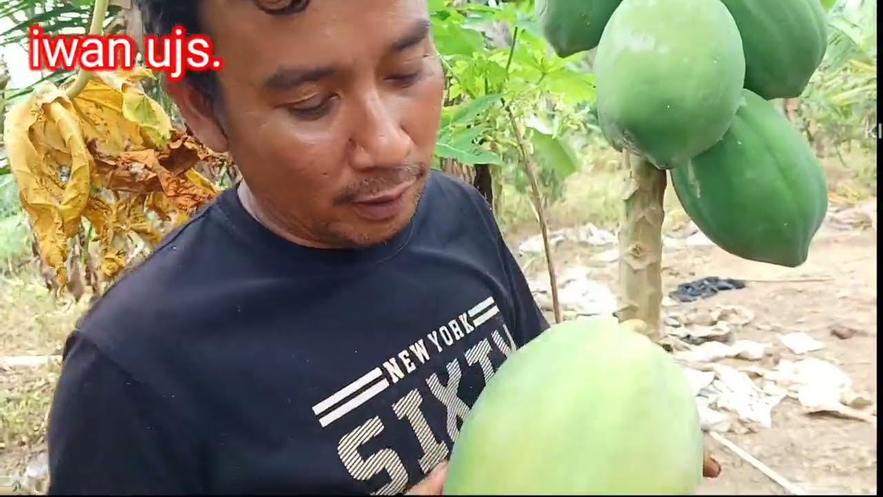 Zahra senang diajak bermalam dikebun. Berkegiatan panen