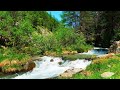 作業に超集中できる川の音と小鳥の声【勉強,睡眠,癒し,瞑想,リラックス,ASMR】