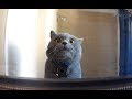 Gopro on a cat left home alone