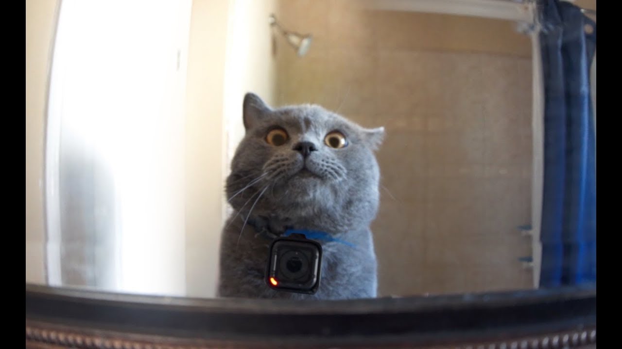 GoPro on a Cat Left Home Alone