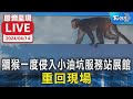 【LIVE】獼猴一度侵入小油坑服務站展館 重回現場