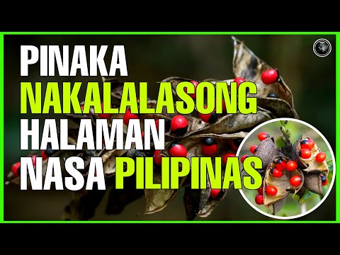 Video: Tetrastigma Vuanier (mga panloob na ubas): paglalarawan, mga panuntunan sa pangangalaga sa tahanan