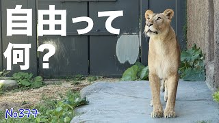 ◾️未開封新品■PEDRO THE LION / ペドロ・ザ・ライオン ■ACHI PEDRO THE LION / ペドロ・ザ・ライオン商品一覧｜PUNK