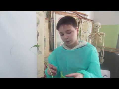 „  სხვადასხვა შემადგენლობის წყლის  გავლენა მცენარის ზრდა-განვითარებაზე “