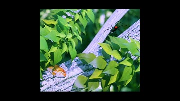 Spider attack Fish 3D Animation  | Blender CGI Animation | #shorts