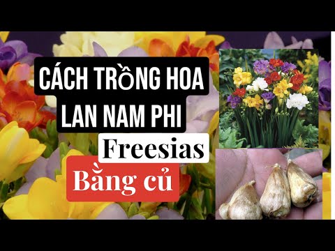 Video: Cách Nhân giống Freesia - Hướng dẫn Nhân giống Freesia trong vườn