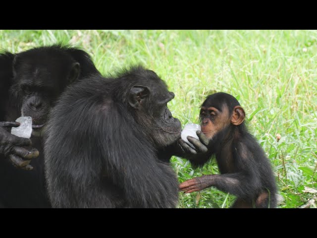 On a hot day, ice is the best snack. Tama Zoo Chimpanzee