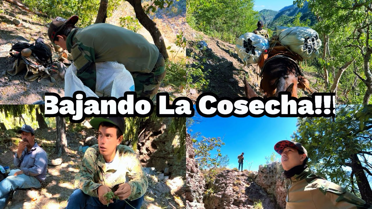 NOS SALIO EL HELICÓPTERO CUANDO ANDAVAMOS TRABAJANDO EN EL CERRO