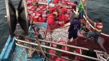 Cận cảnh Ngư Dân múc 20 tấn Cá Cơm Tại Cà Ná