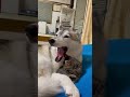 ぺろっ👅
