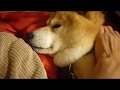 柴犬癒しの時間♪shiba inu
