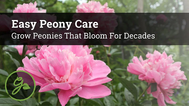 Easy Peony Care - Grow Peonies That Bloom For Decades - DayDayNews