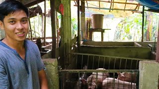 SUCCESS  SA PIGGERY BUSINESS  | NAGSIMULA SA MALIIT LUMAKI  AT LUMAGO ANG  NEGOSYONG BABUYAN