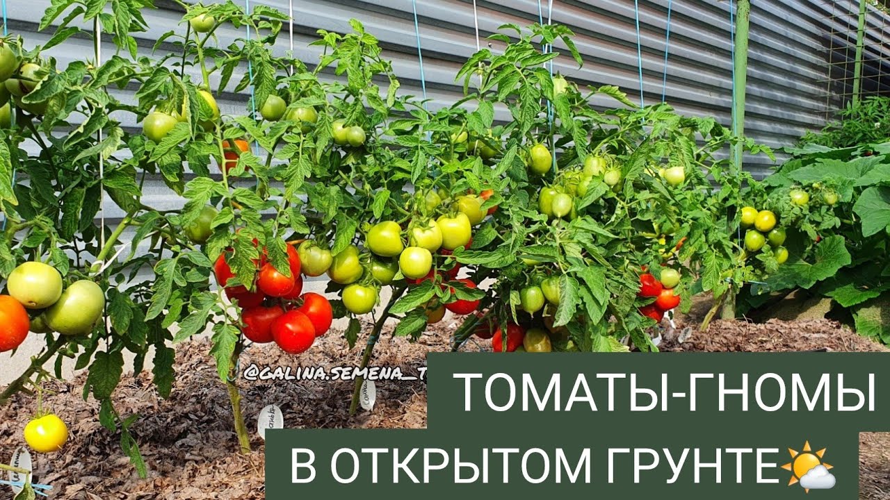 ТОМАТЫ-ГНОМЫ В ПОДМОСКОВЬЕ🍅🍅🍅 Низкорослые сорта томатов для улицы - YouTube