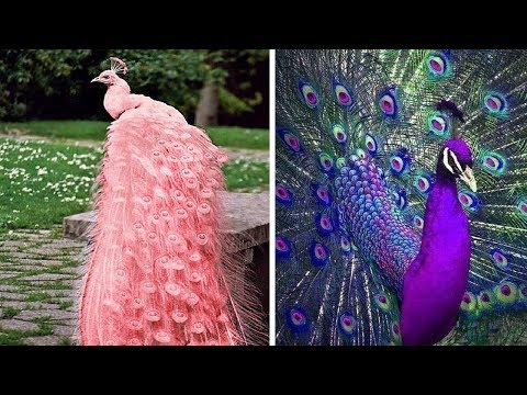 Video: Was Ist Der Schönste Vogel Der Welt