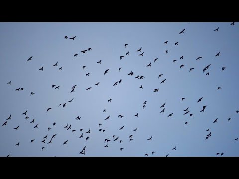 Приметы: почему кричат ворОны?
