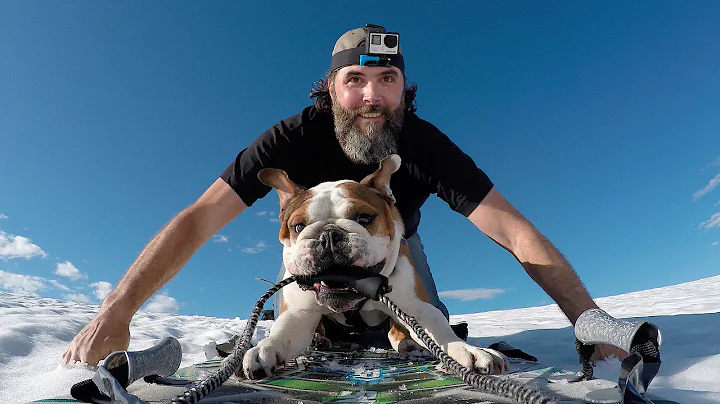 Bentley the Bulldog's Helicopter Adventure | Shot ...