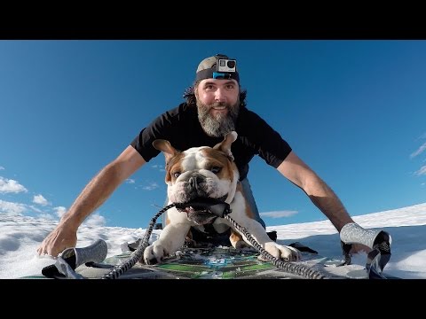 Bentley the Bulldog's Helicopter Adventure | Shot in 4k