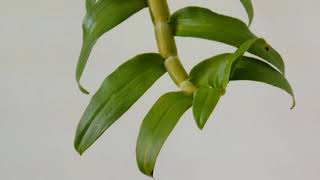 Dendrobium anosmum var. alba- 2-year-old young orchid plant update