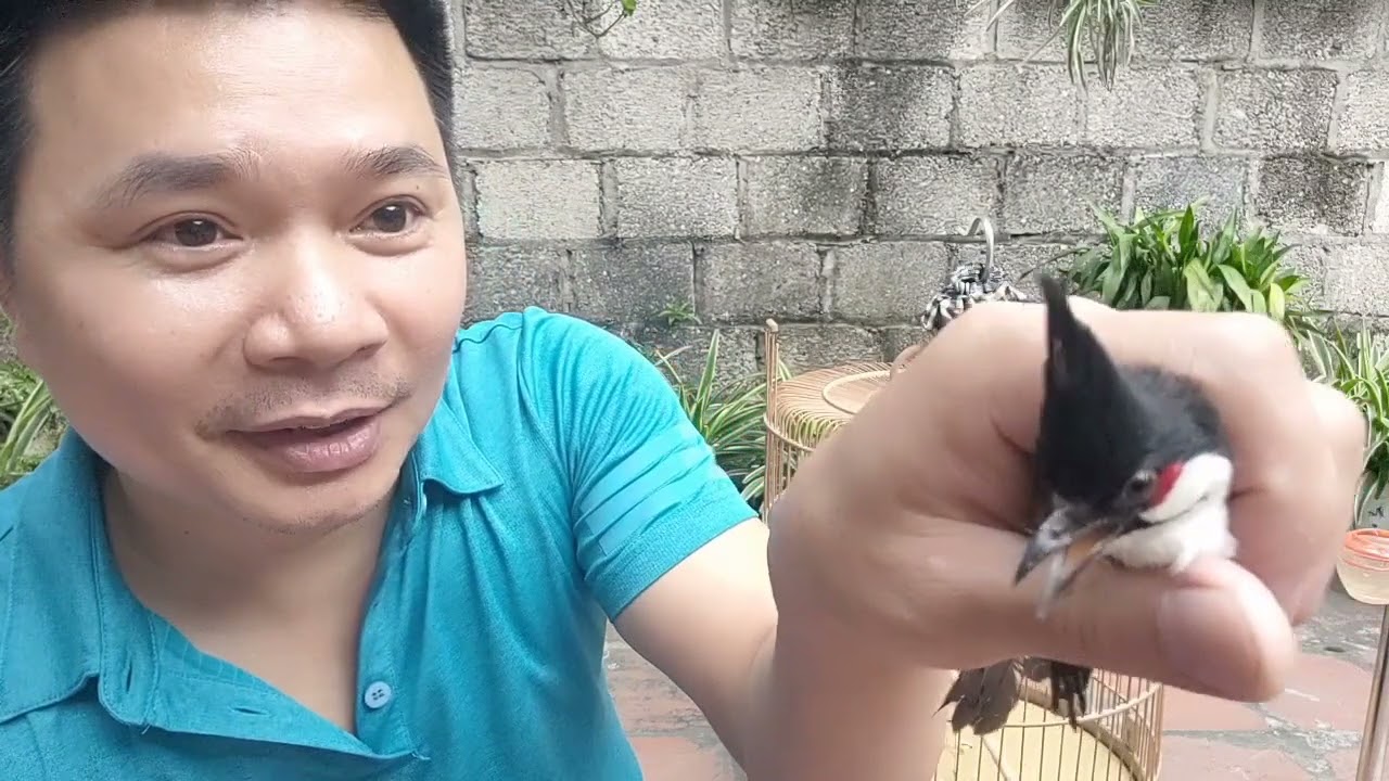 hướng dẫn thuần chào mào 