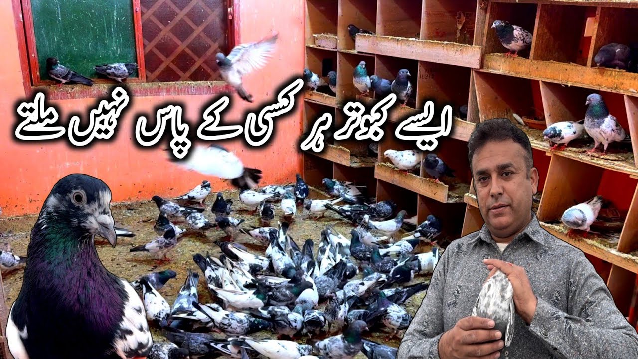 Наяб Чапрай Кабутар 💯 // Зарплата Тедди Кабутар // Золотой Кабутар // Высоколетние голуби высшего...