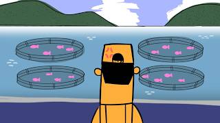 How Much Do You Really Know About Salmon Farming? | Indigenous Perspectives on Aquaculture Explained