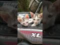 cute kitten/beauty cats/@alliswell9592