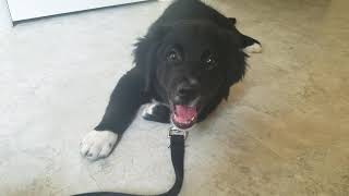 Labmix Puppy Barking 2 Months