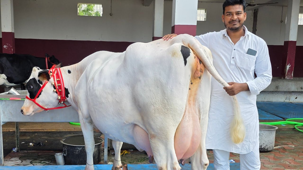 हर नस्ल की गायों का भरपूर स्टॉक आपको मिलेगा शकील डेयरी फार्म पर।8127933448,9936366262 