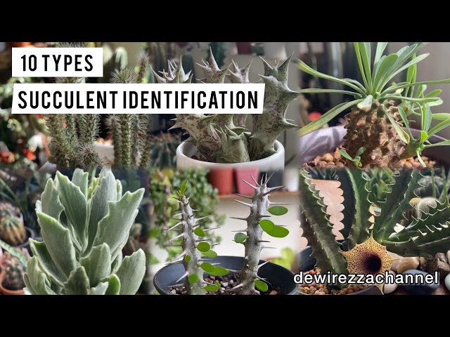 10 Types of Succulent | Succulent Identification - YouTube