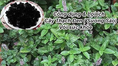 Công dụng & Lợi ích của Sương Sáo Thạch Đenvới sức khỏe