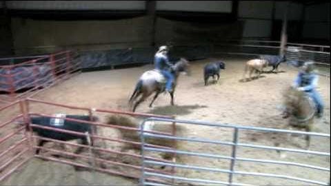 Valley View Ranch - Tinos Little Shorty-   ***For info, price, etc., go to our website***