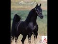 مامون النطاح قصيده حاله واتساب مامون النطاح قصيده حاله واتساب